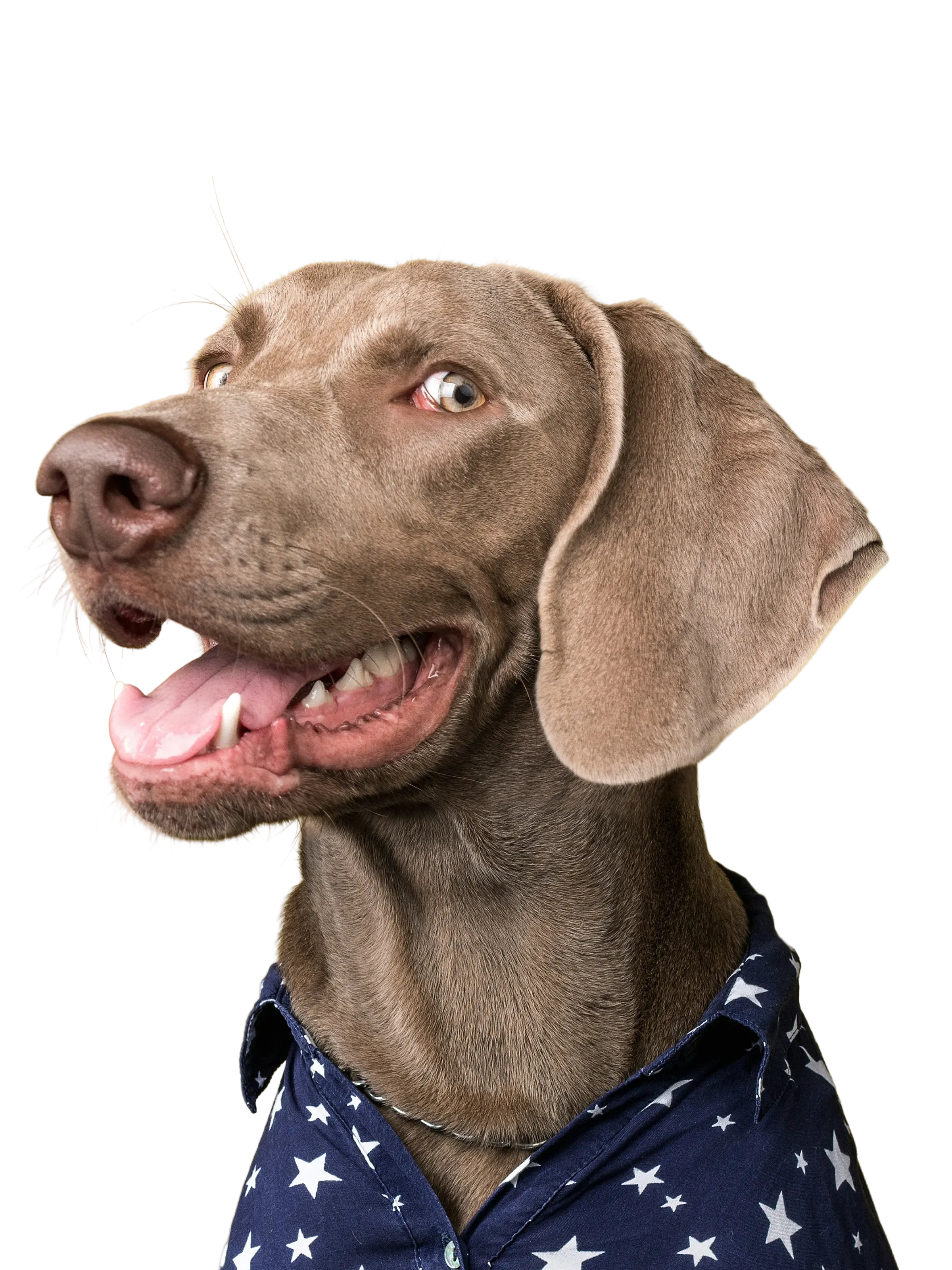 Happy dog portrait