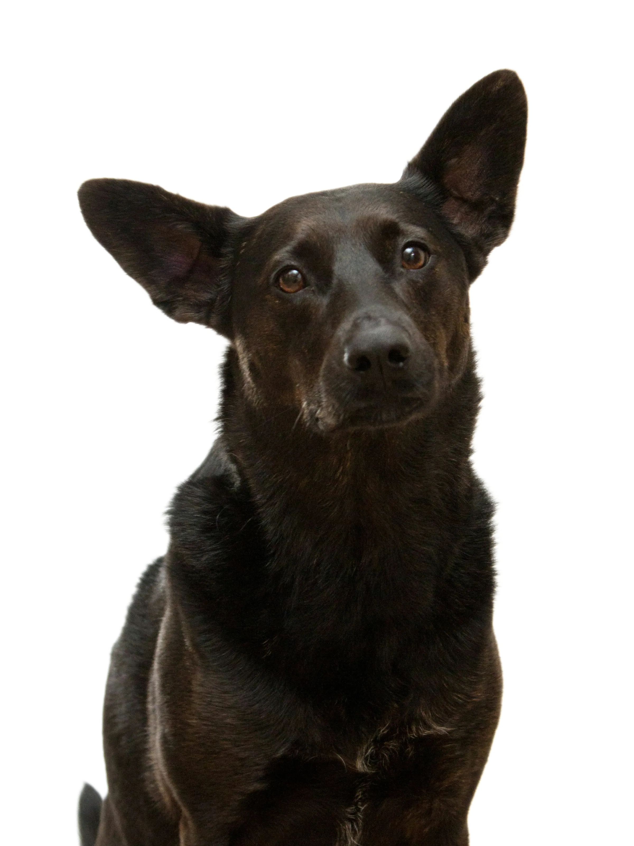 Attentive dog portrait